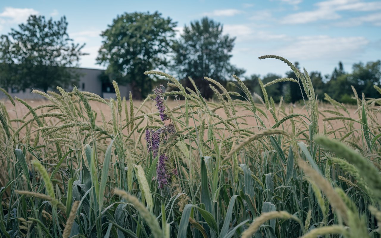Efektywne zarządzanie gospodarstwem wymaga stałej kontroli kondycji upraw. Dzięki nowoczesnym technologiom, takim jak drony, rolnicy mają możliwość regularnego monitorowania stanu swoich pól w sposób precyzyjny i efektywny. Regularne naloty dronem dostarczają danych, które pozwalają na wczesne wykrywanie problemów, lepsze zarządzanie zasobami i maksymalizację plonów.