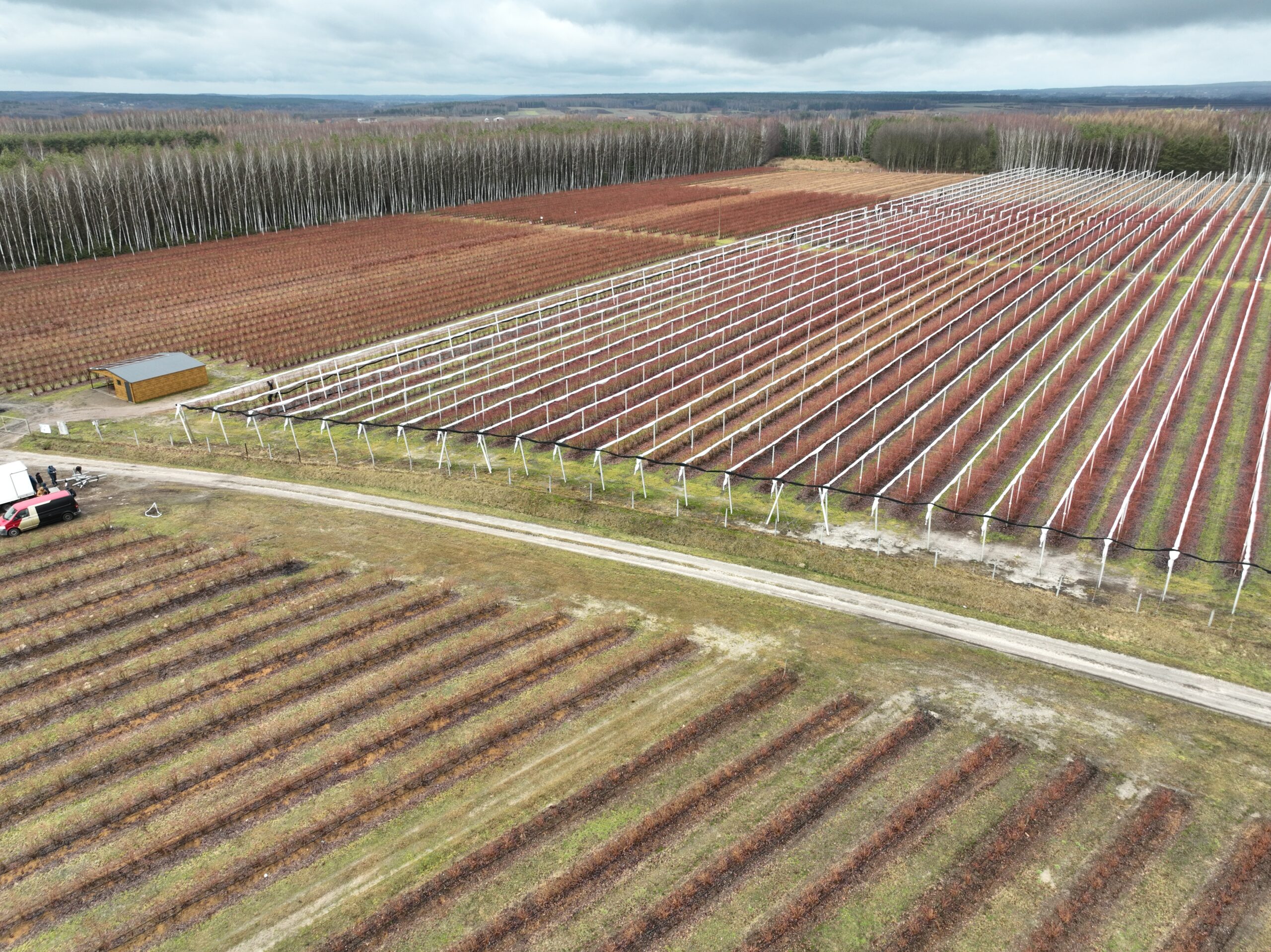 Agrokopter plantacja borówki