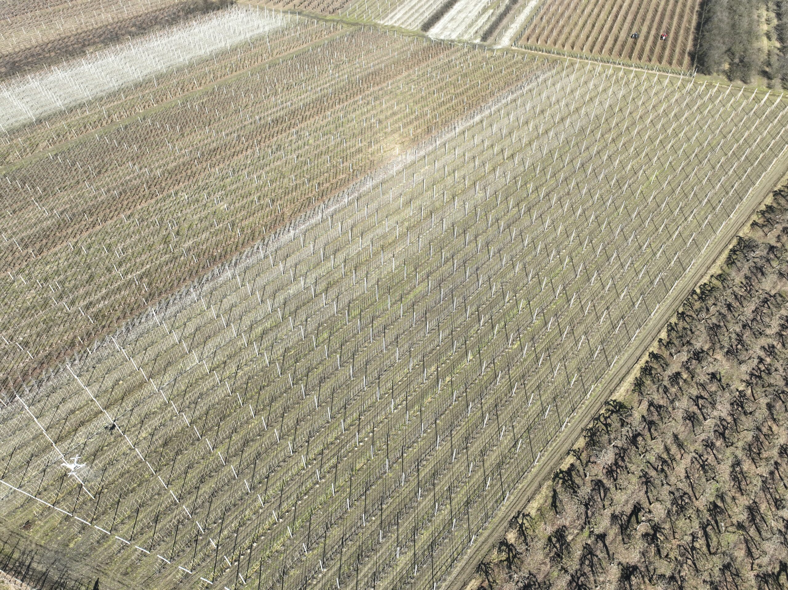 opryski sadów z drona agrokopter