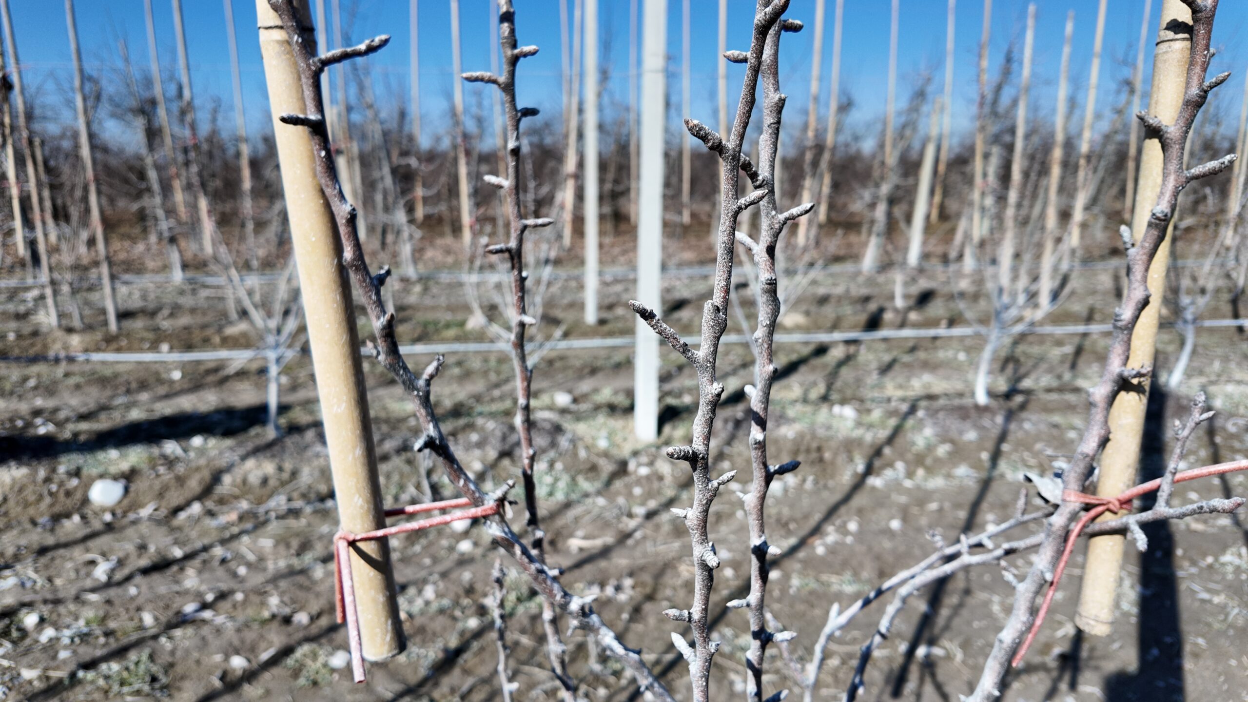 opryski sadów z drona agrokopter