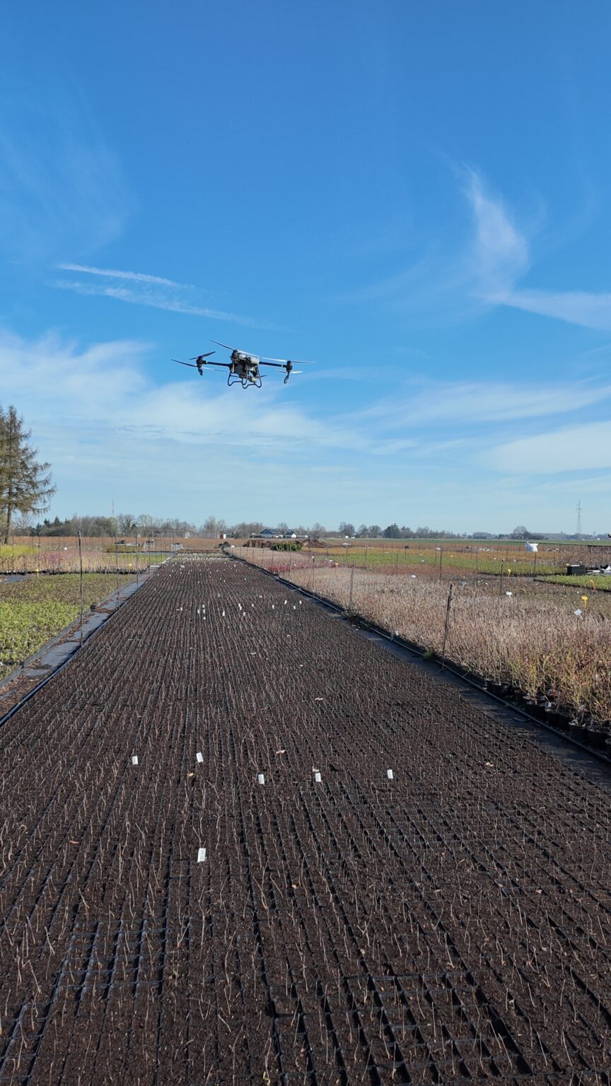 oprysk z drona w szkółce z drzewkami jagodowymi