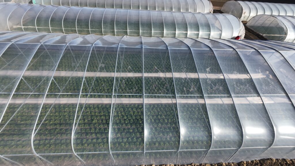 cieniowanie tuneli z sałatą