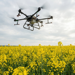 OPRYSK DRONEM w rzepaku