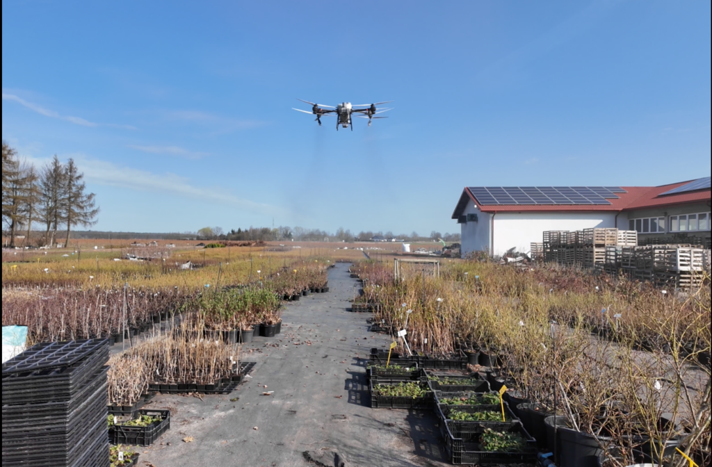 oprysk dronem w szkółkach