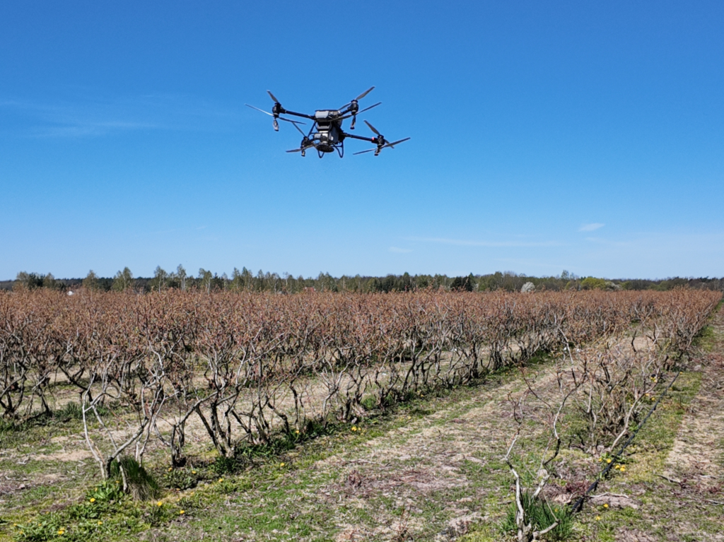 nawożenie borówki dronem - Agrokopter