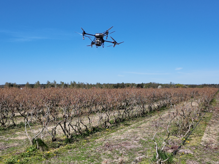 nawożenie borówki dronem - Agrokopter