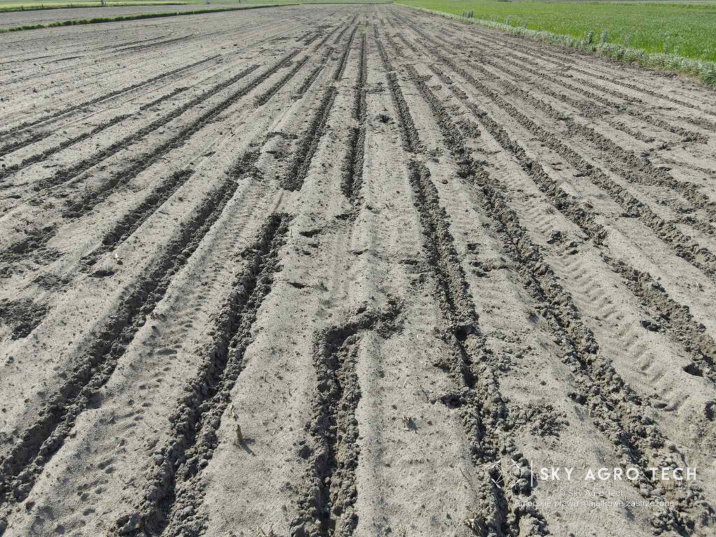 skyagrotech.pl szkody łowieckie kukurydza_wynik