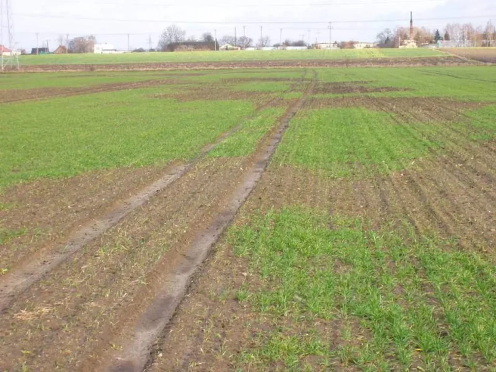 łokaś garbatek który atakuje pszenicę ozimą
