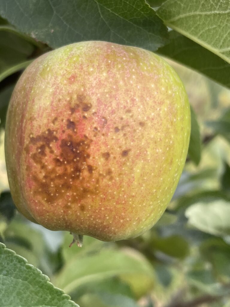 oparzenia słoneczne na owocach - Agrokopter
