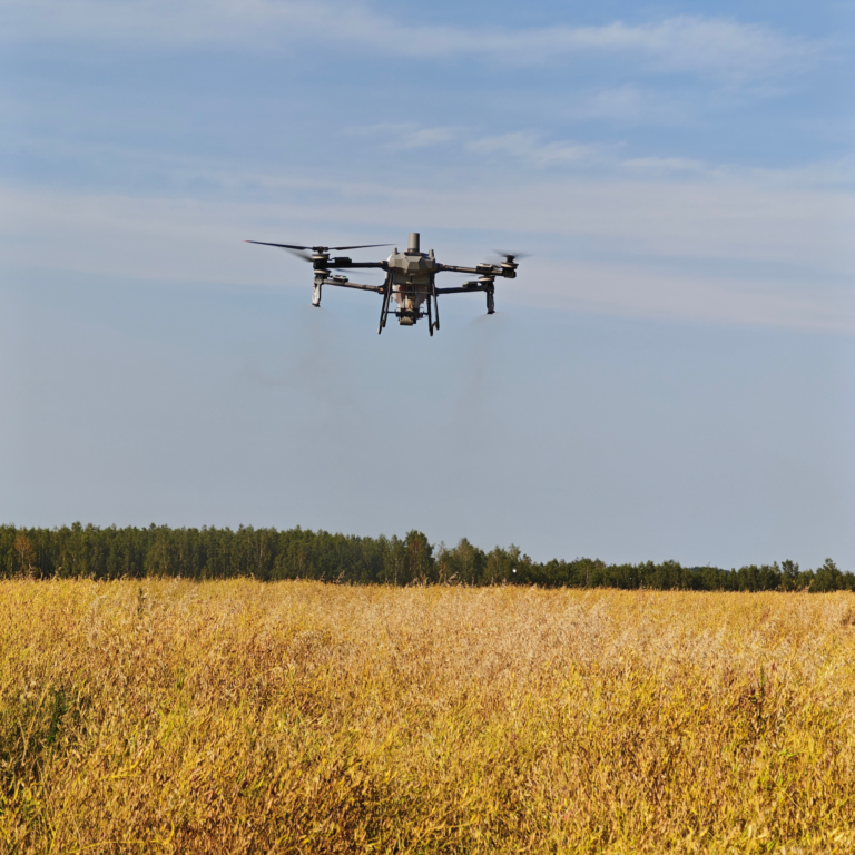 dron rolniczy T70P na polu rzodkwi oleistej