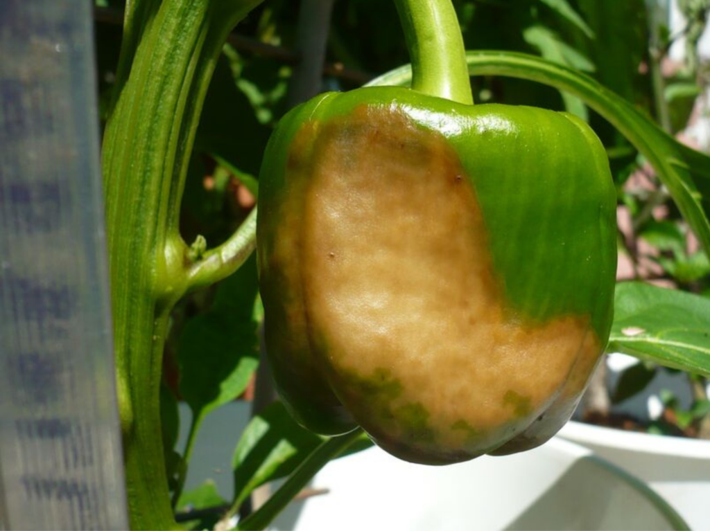 oparzenia fotooksydacyjne